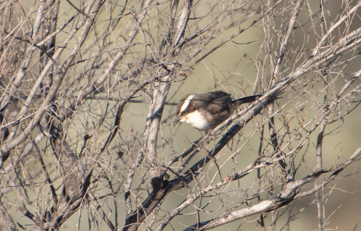 White-browed Babbler - Bill Bacon