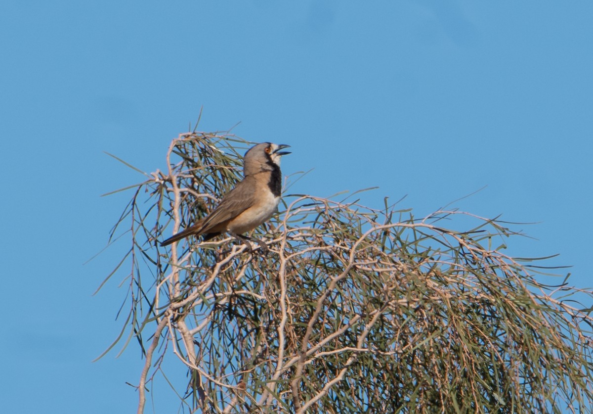 Crested Bellbird - ML621927440