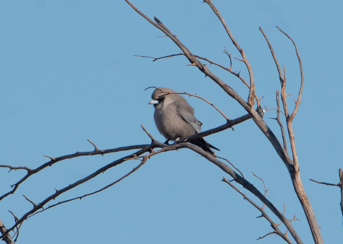 Black-faced Woodswallow - ML621927454