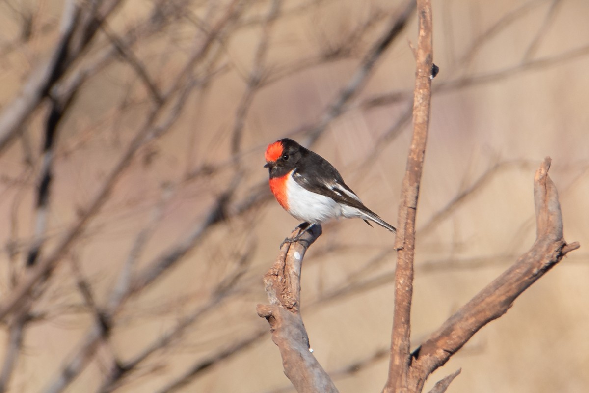 Red-capped Robin - ML621927457