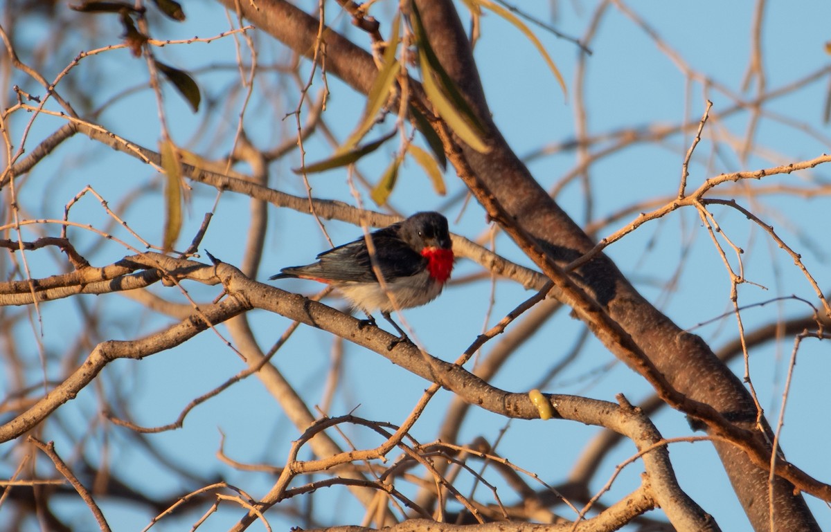 Mistletoebird - ML621927460