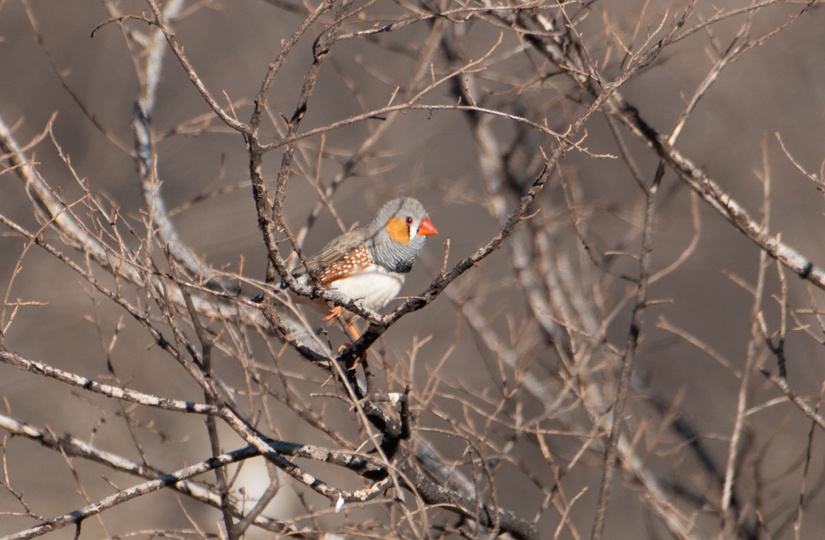 Zebra Finch - ML621927462