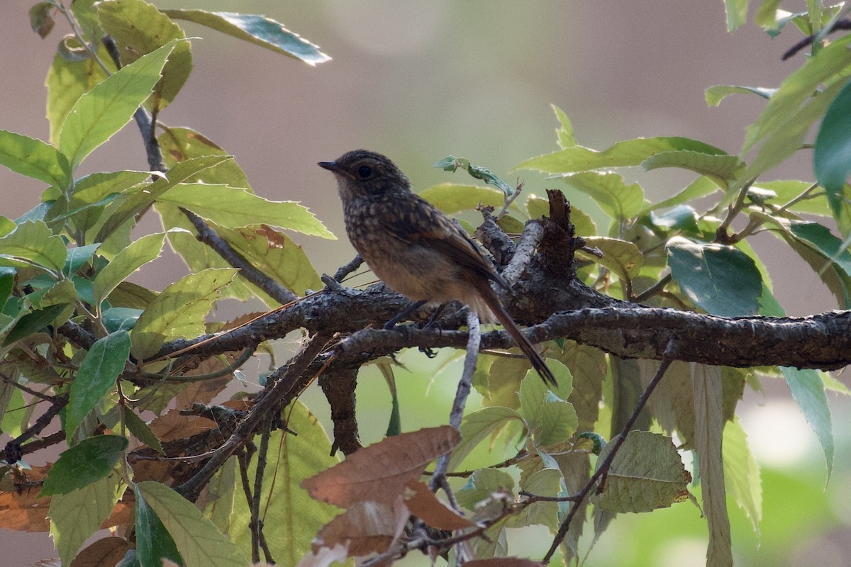 Gray Bushchat - ML621927493