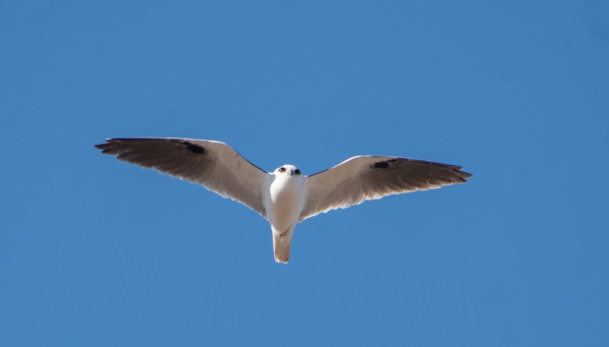 Black-shouldered Kite - ML621927580