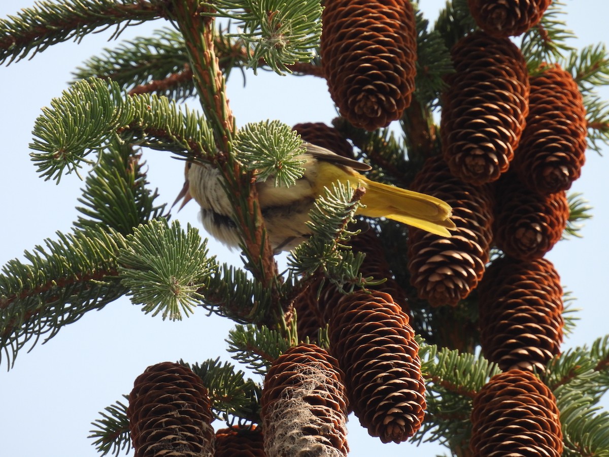Bullock's Oriole - ML621927745