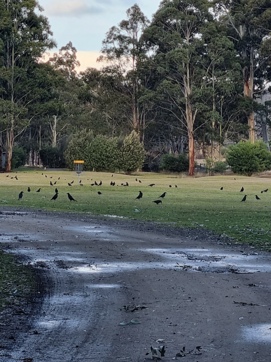 Black Currawong - ML621927816