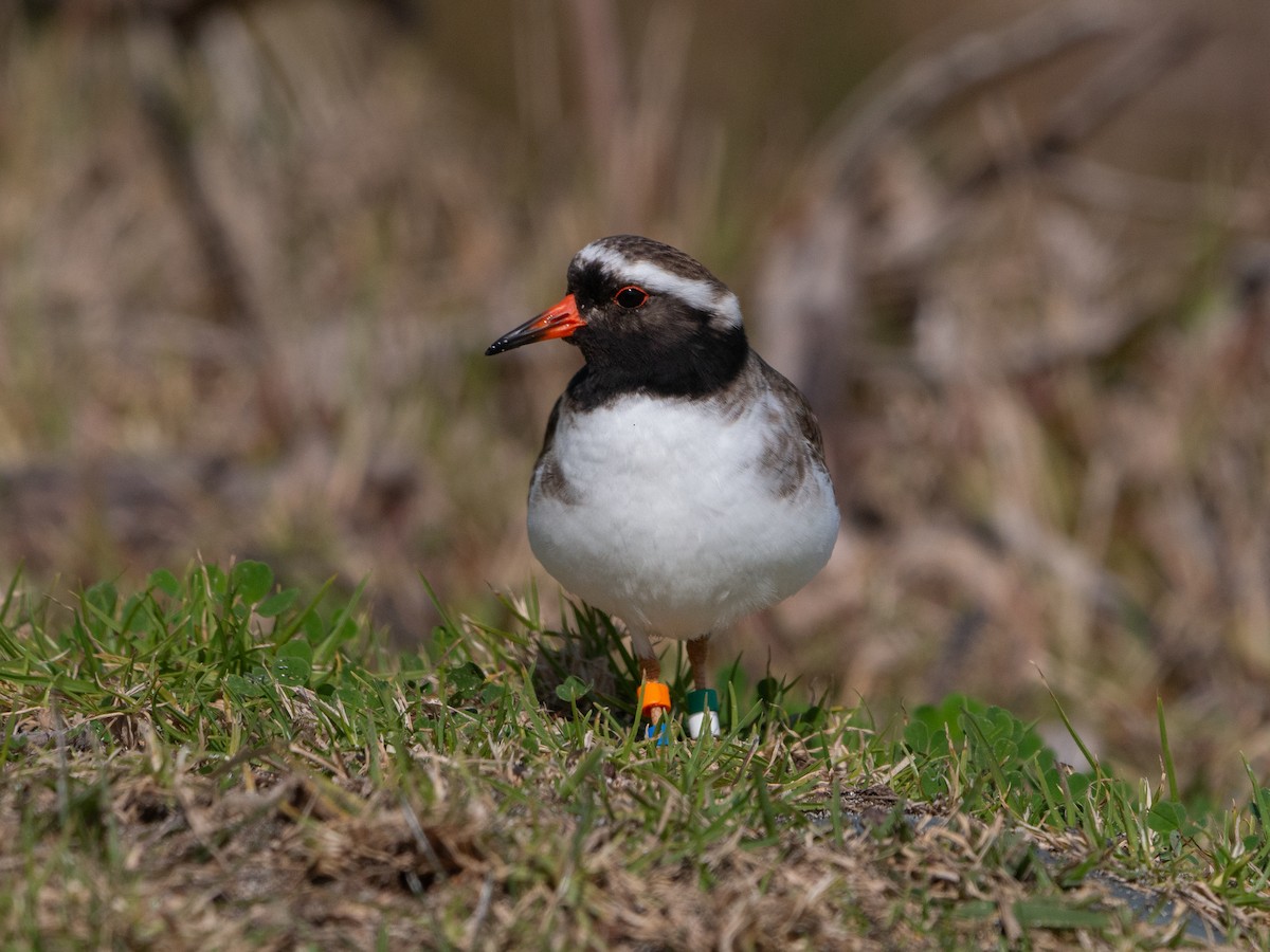 Shore Plover - Mike Bickerdike