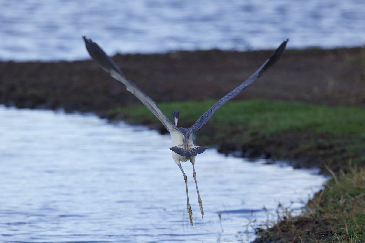 Tricolored Heron - Elizabeth Moon