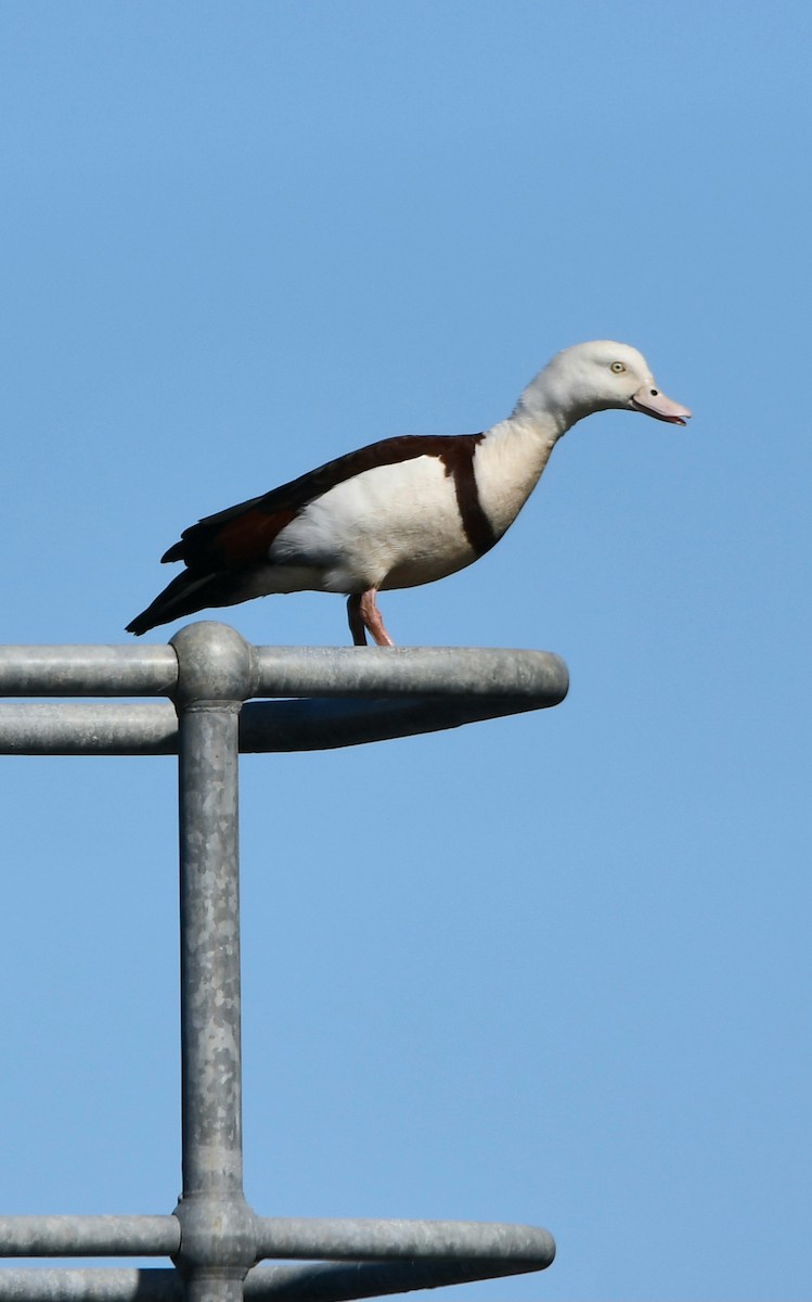 Radjah Shelduck - ML621928142