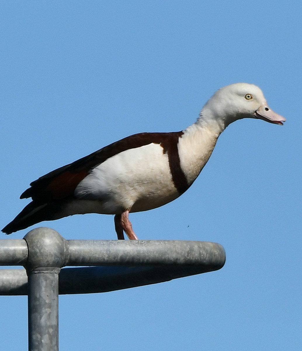 Radjah Shelduck - ML621928143