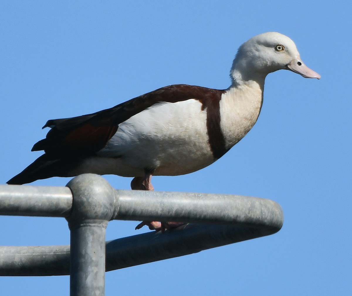 Radjah Shelduck - ML621928144