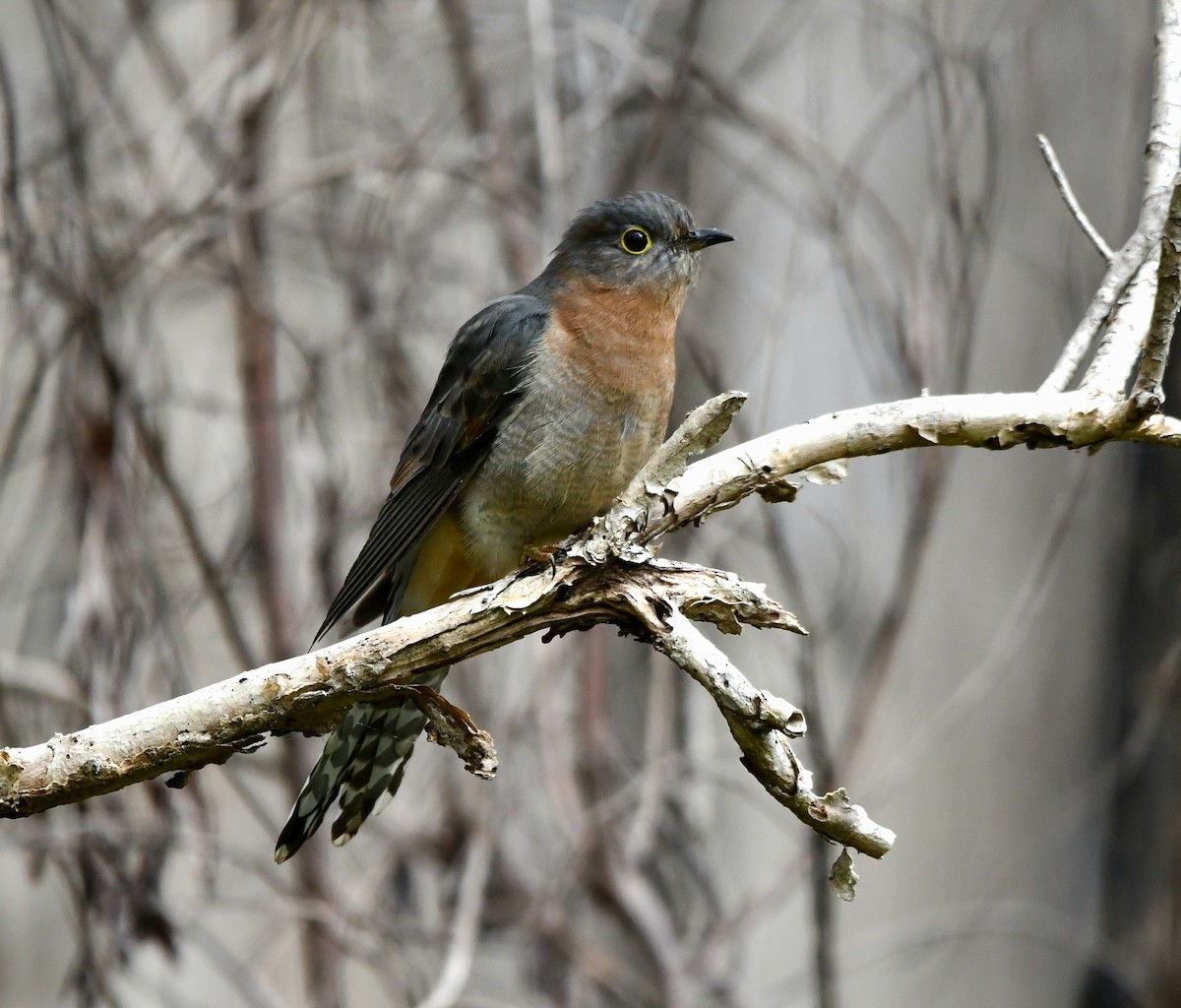 Fan-tailed Cuckoo - ML621928147