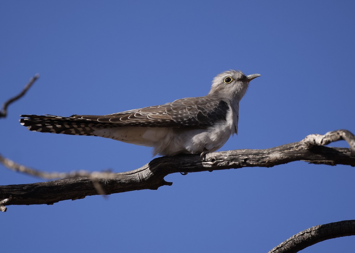 Pallid Cuckoo - ML621928151