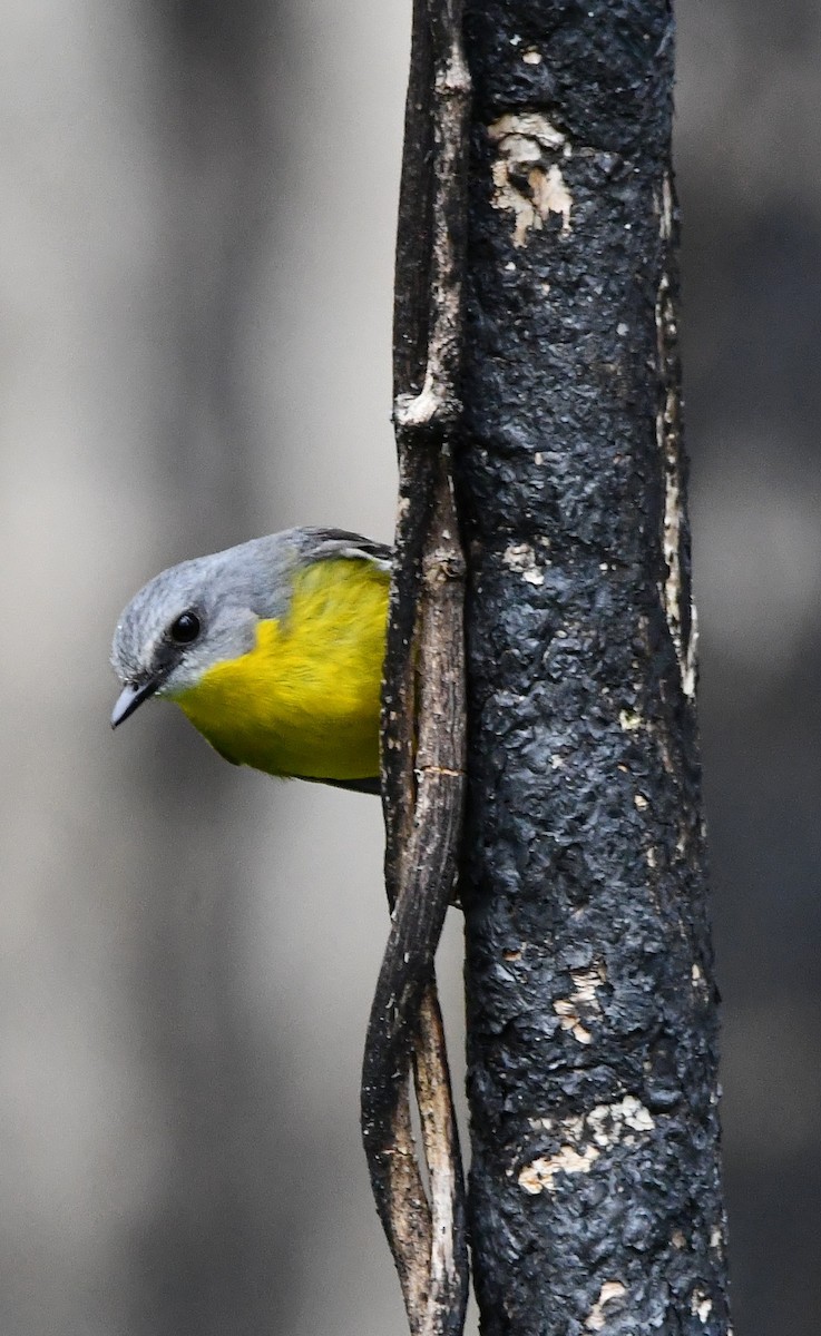 Eastern Yellow Robin - ML621928154