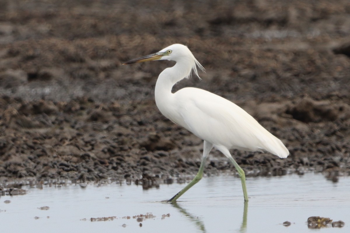 Chinese Egret - ML621928166