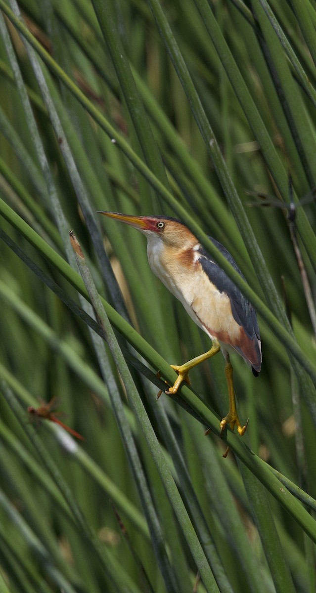 Least Bittern - ML621928362