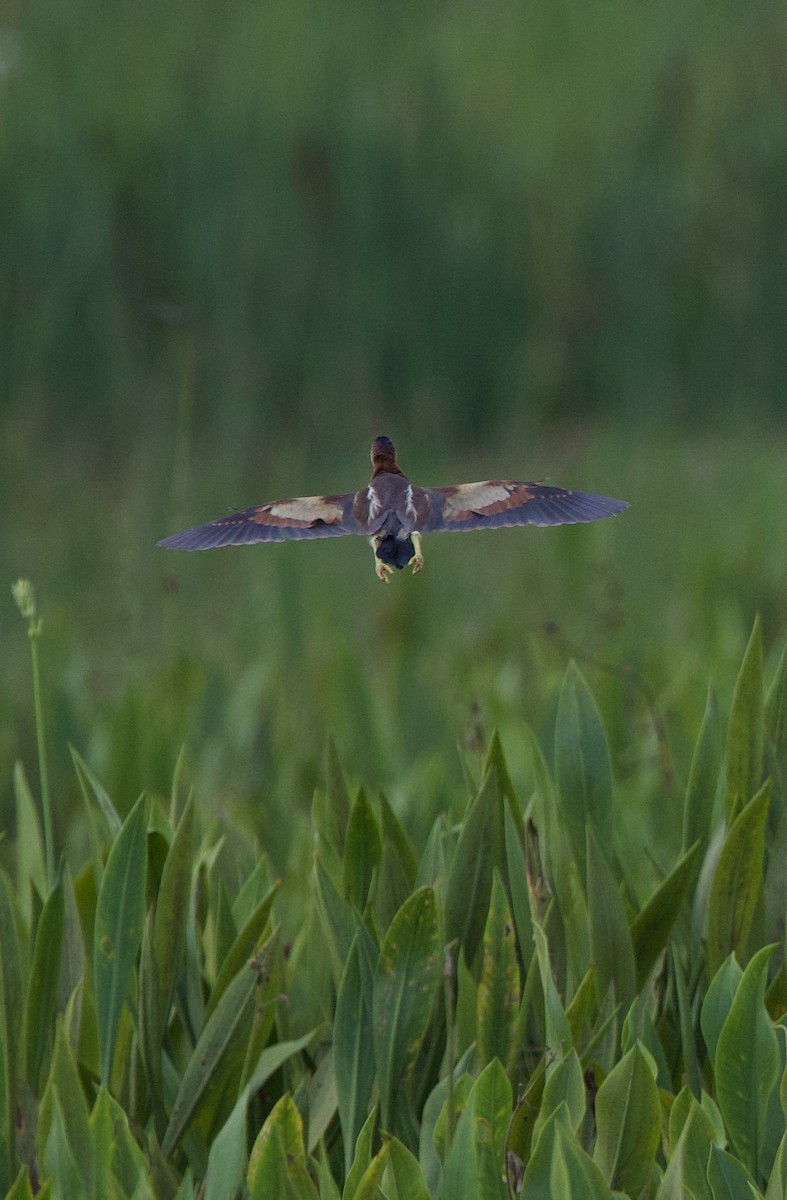 Least Bittern - ML621928363