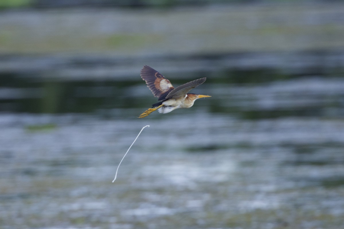 Least Bittern - ML621928364