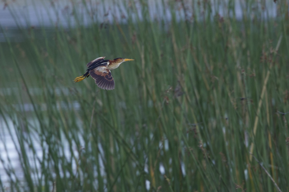 Least Bittern - ML621928365