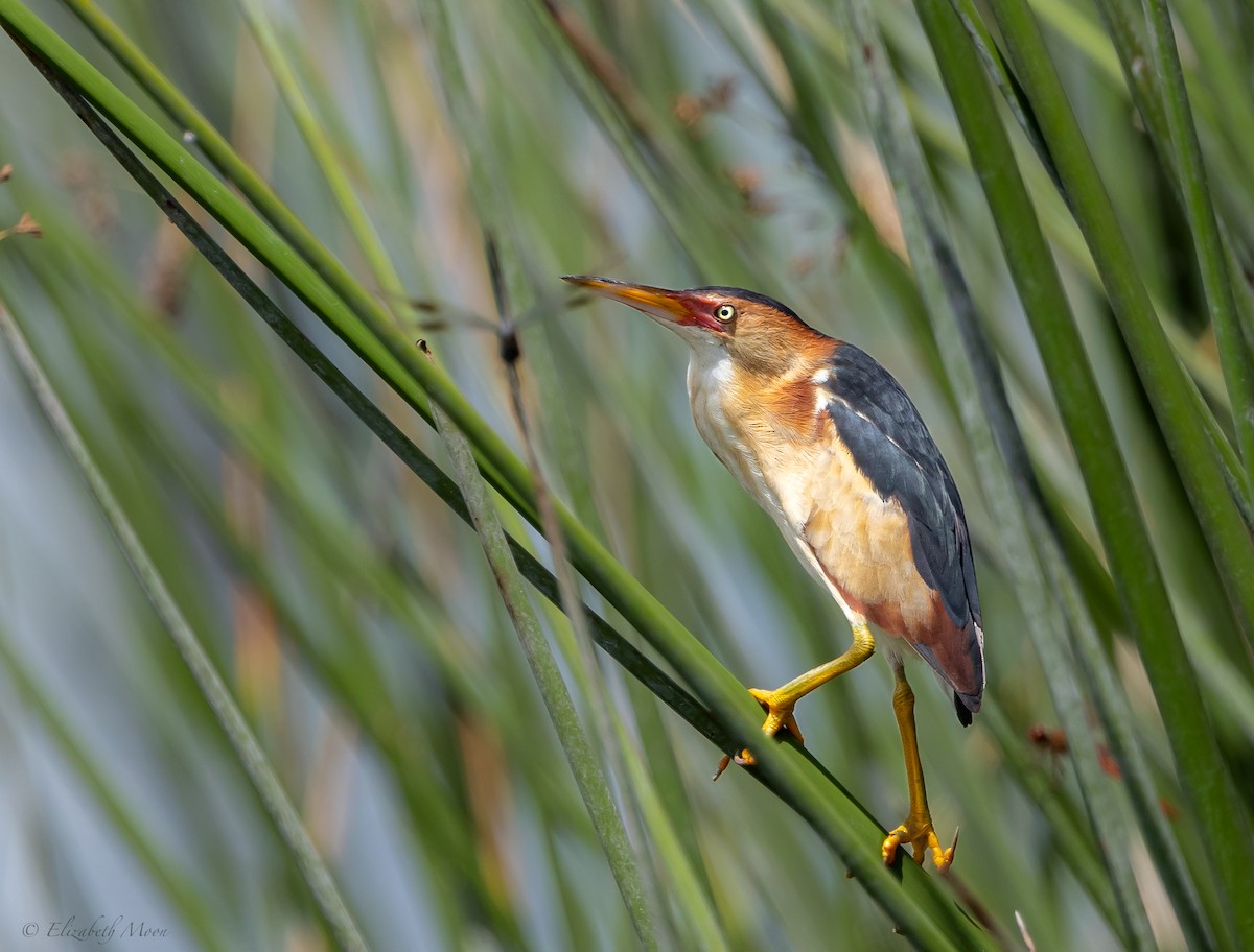 Least Bittern - ML621928367