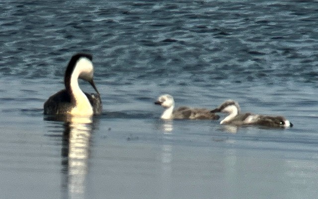 Western Grebe - ML621928573