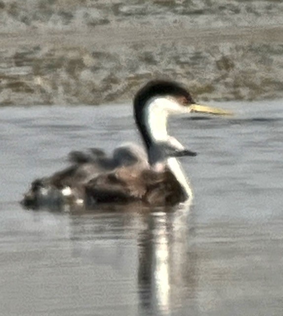 Western Grebe - ML621928574