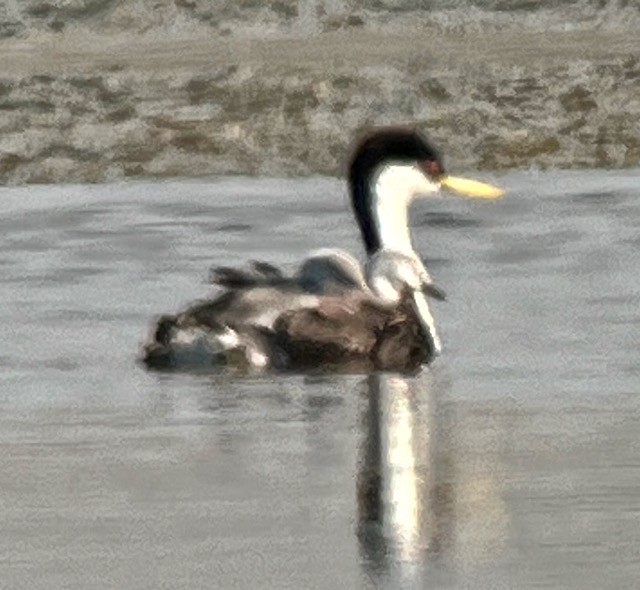 Western Grebe - ML621928576