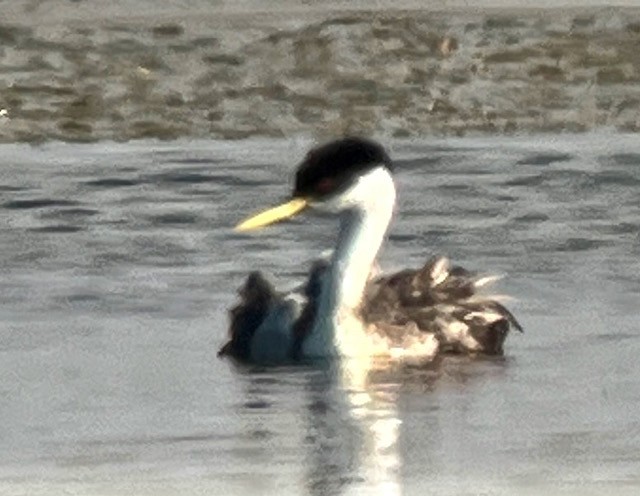 Western Grebe - ML621928577