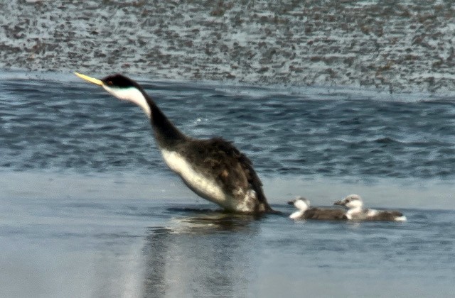 Western Grebe - ML621928580