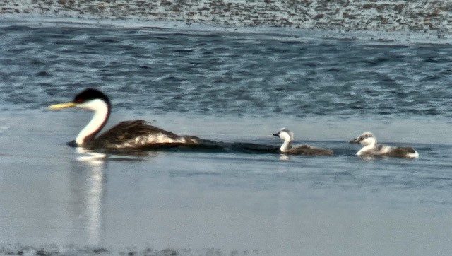 Western Grebe - ML621928581