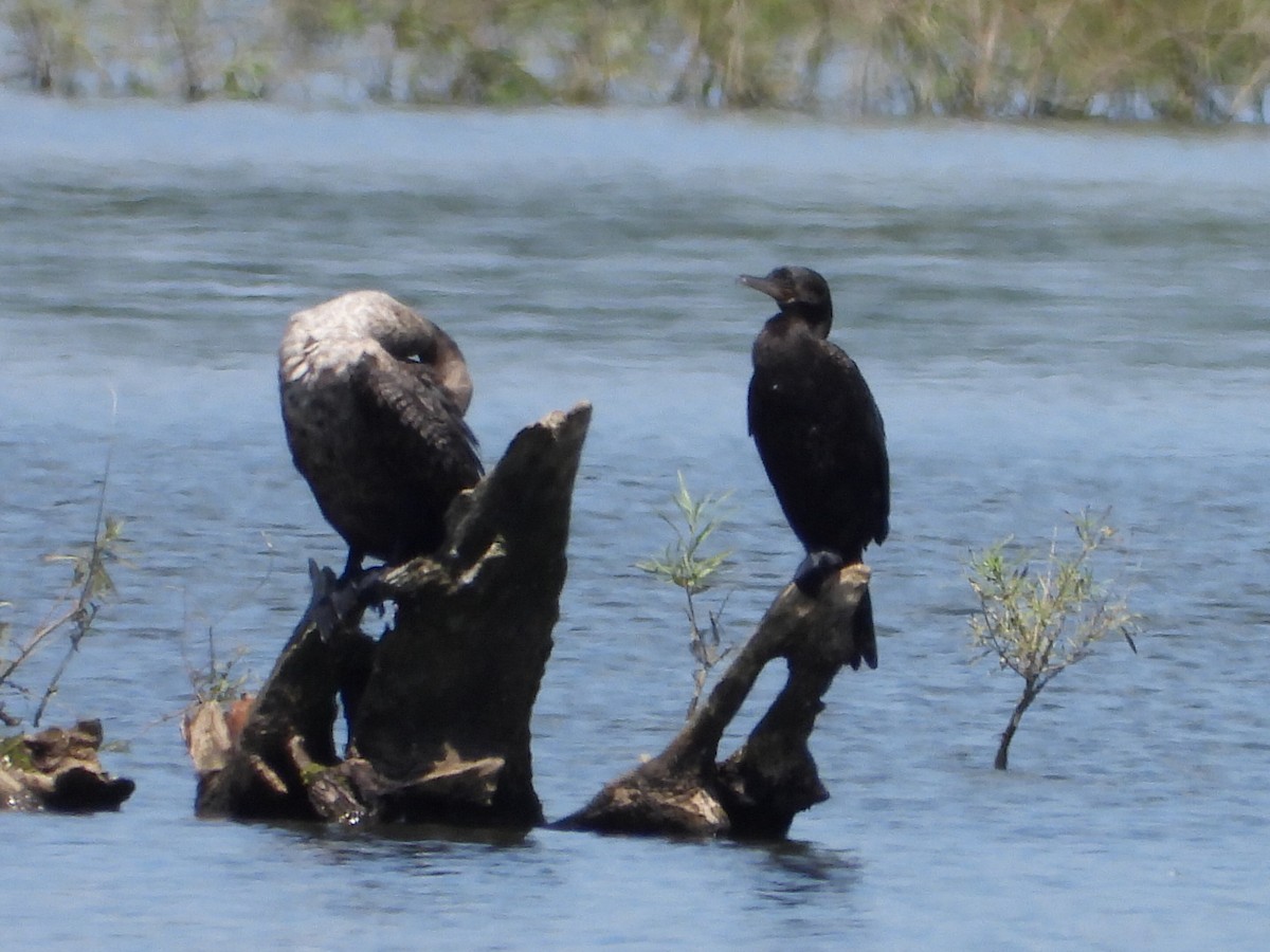 Neotropic Cormorant - ML621928616