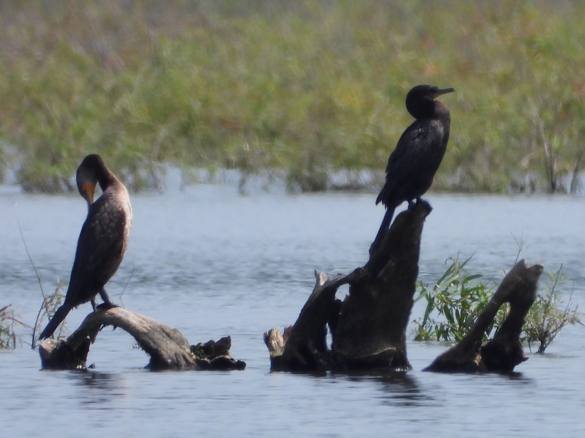 Neotropic Cormorant - ML621928638