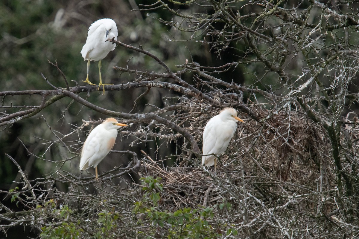 Western Cattle Egret - David Campbell