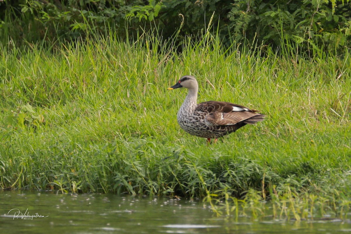 Indian Spot-billed Duck - ML621928816