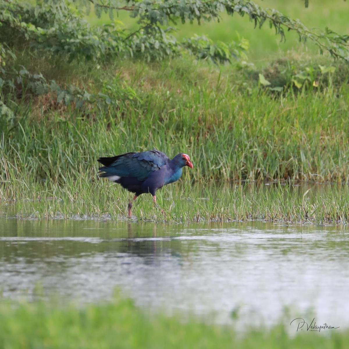 Gray-headed Swamphen - ML621928925