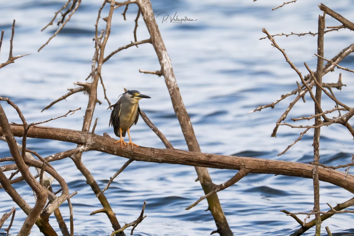 Black-crowned Night Heron - ML621928930