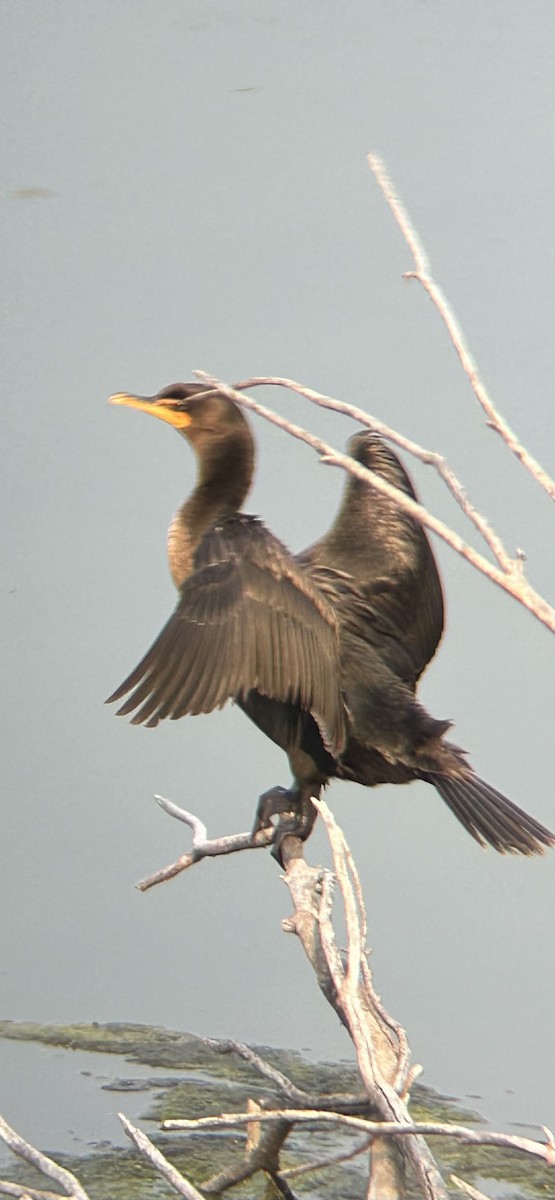 Double-crested Cormorant - ML621928962