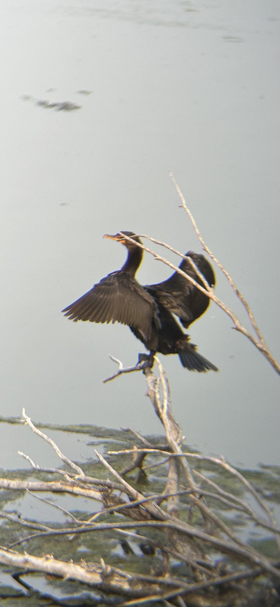 Double-crested Cormorant - ML621928963