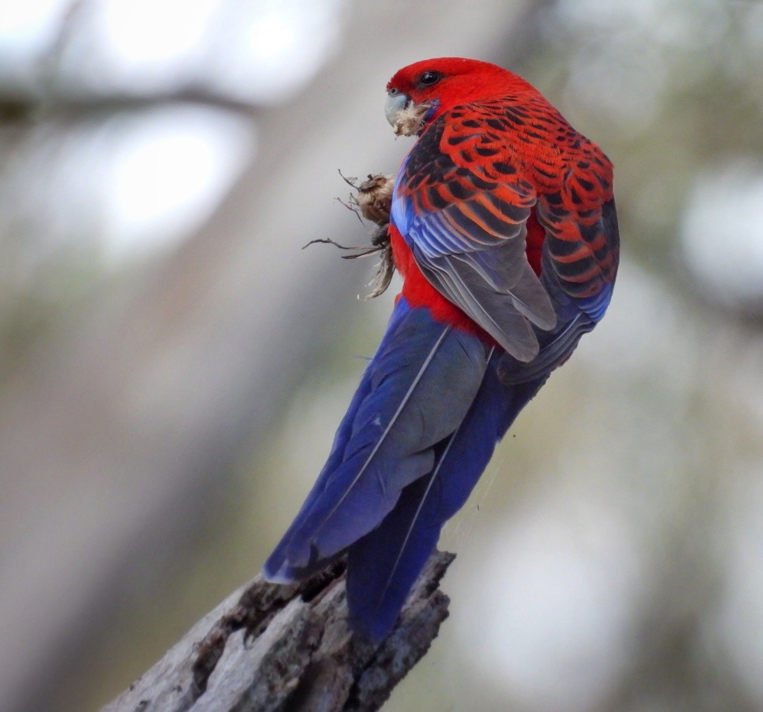 Crimson Rosella - ML621929112