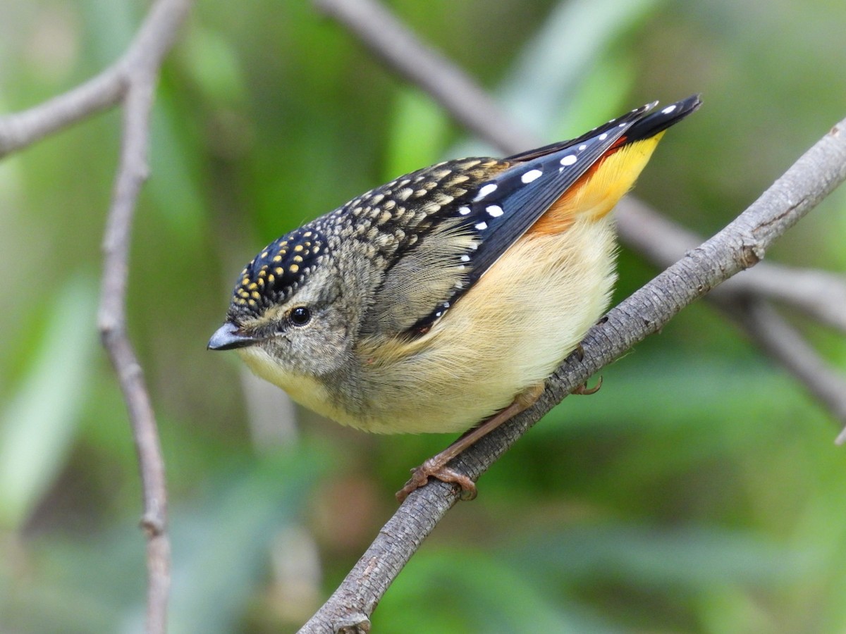 Spotted Pardalote - ML621929122