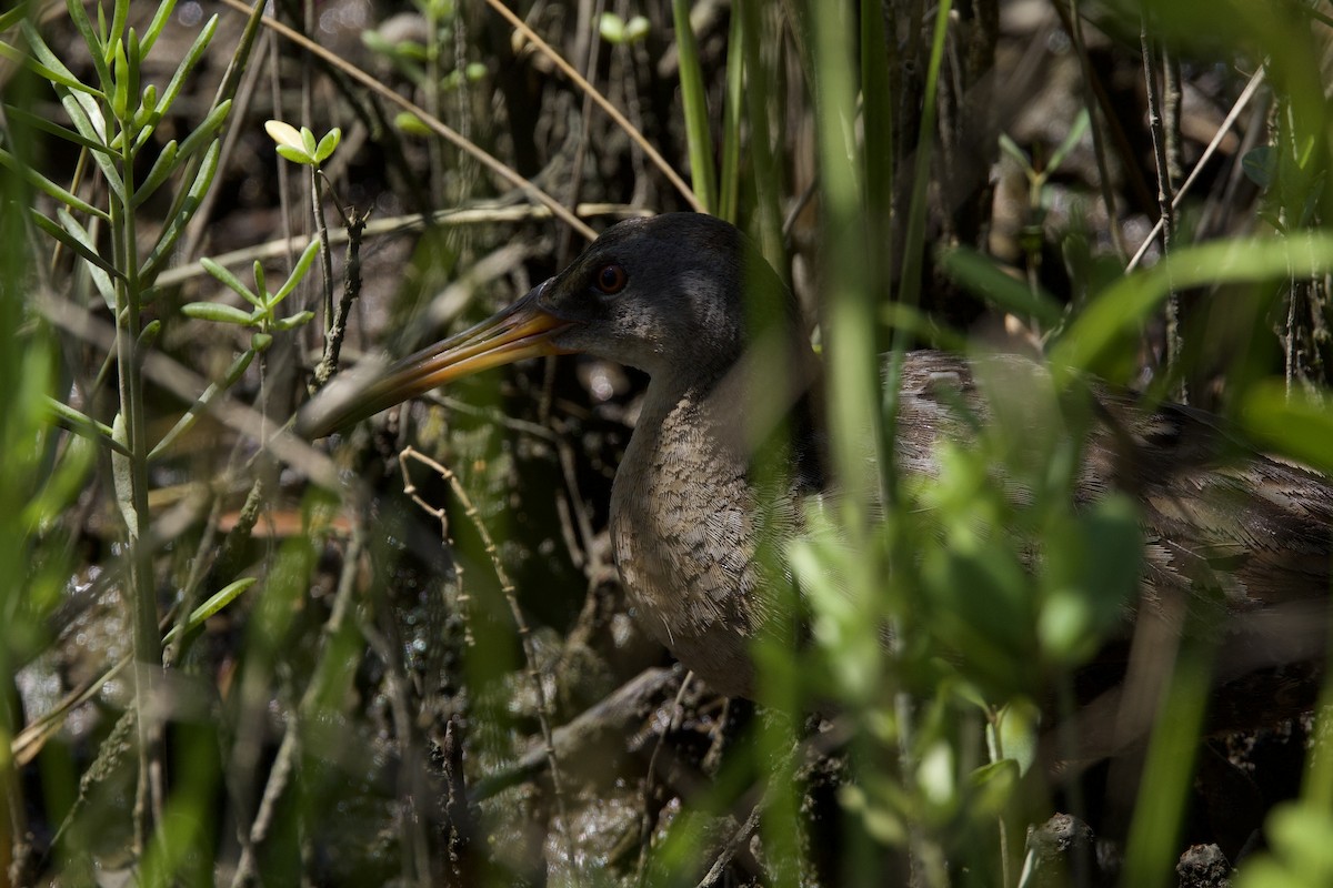Clapper Rail - ML621929141