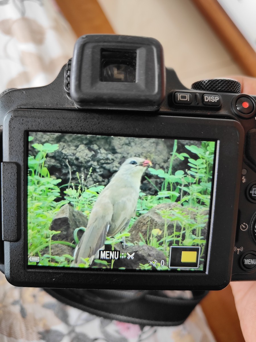 Sirkeer Malkoha - ML621929143