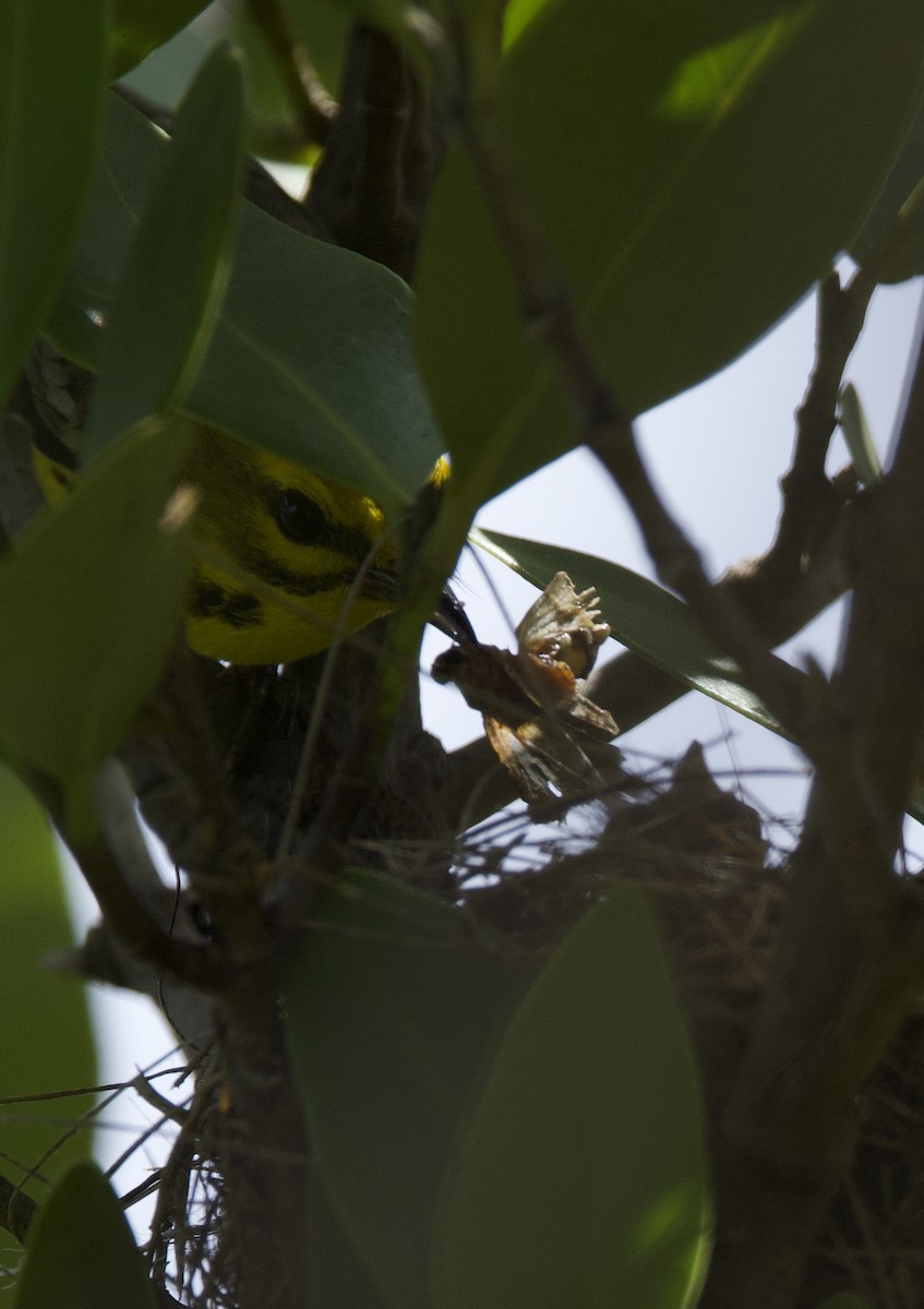 Prairie Warbler - ML621929144
