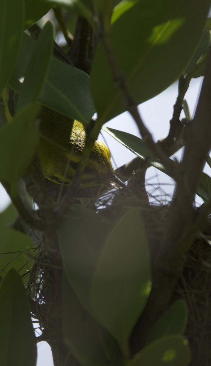 Prairie Warbler - ML621929145