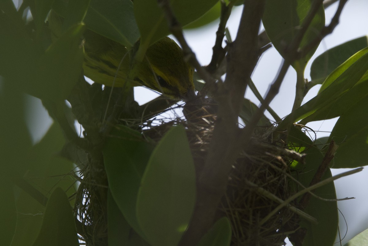 Prairie Warbler - ML621929146