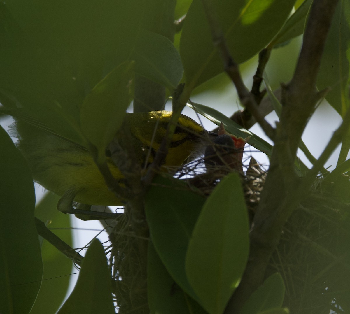 Prairie Warbler - ML621929147