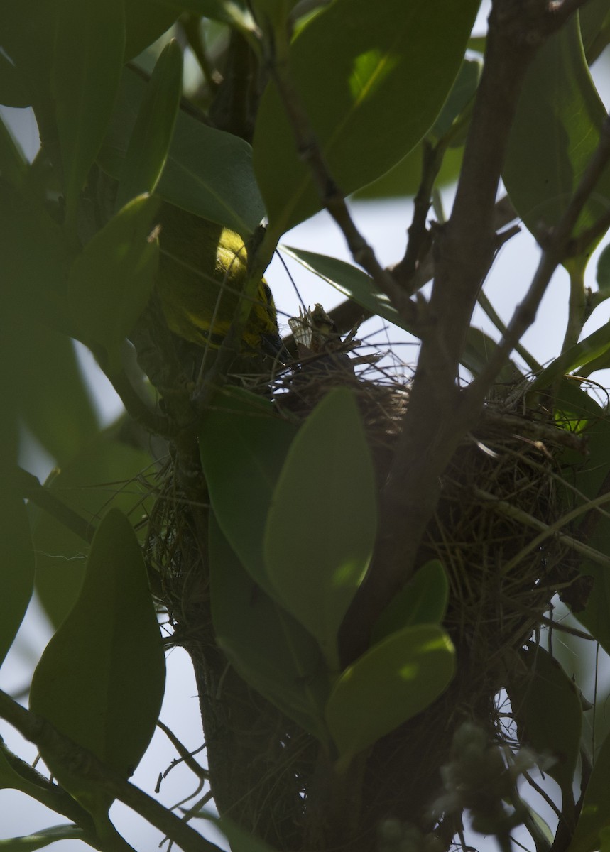 Prairie Warbler - ML621929148