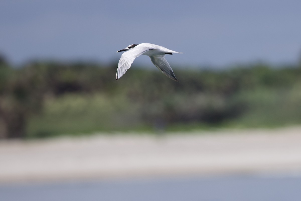 Sandwich Tern - Elizabeth Moon