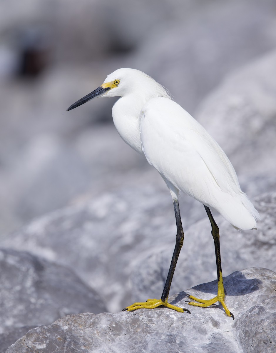 Snowy Egret - Elizabeth Moon