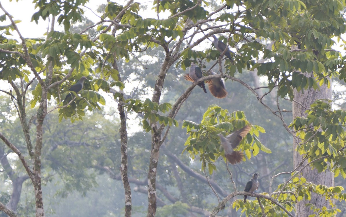 Green Imperial-Pigeon (Green) - Andrew Pierce